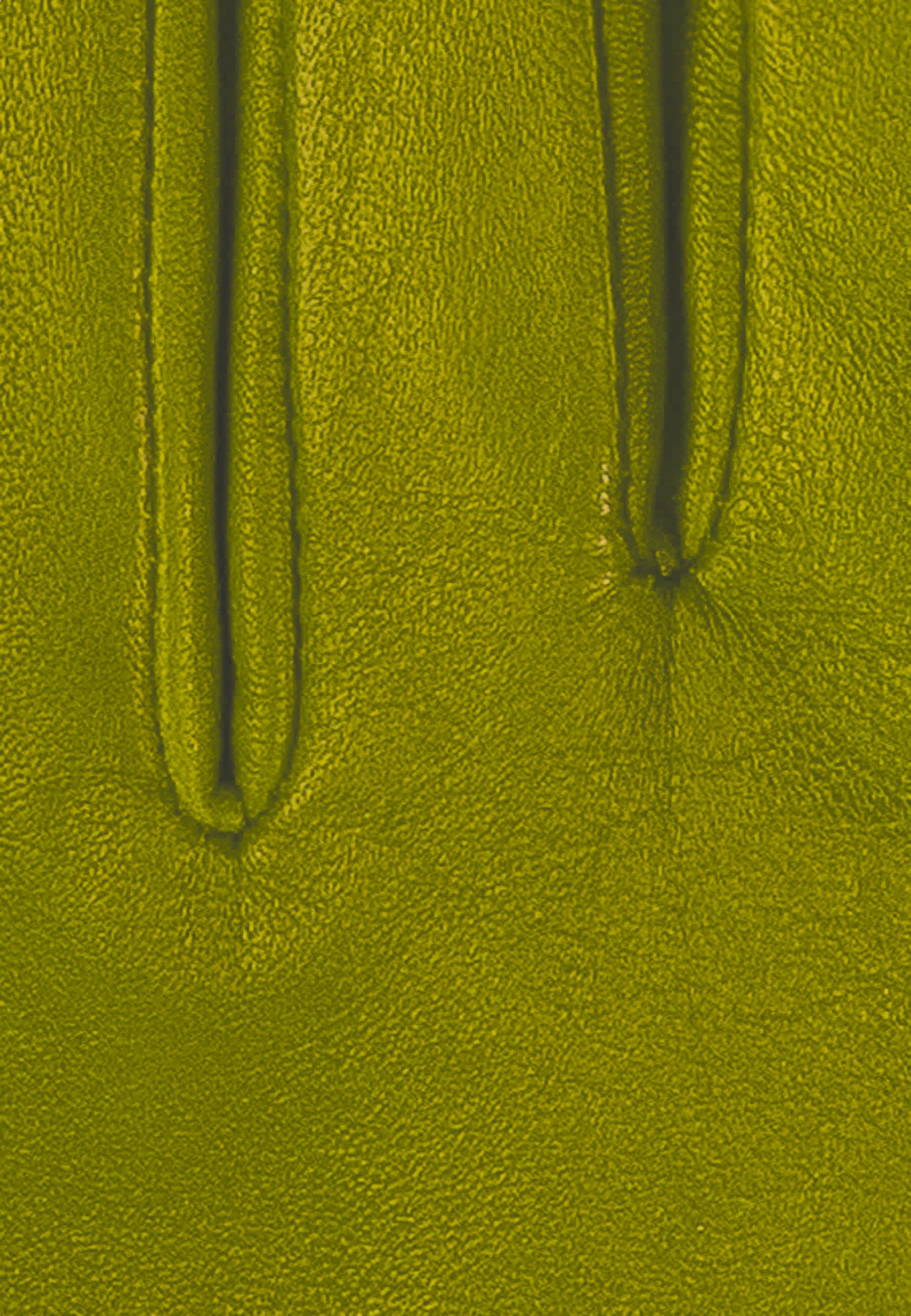 Kessler CHELSEA Lederhandschuh Damen lime Leder